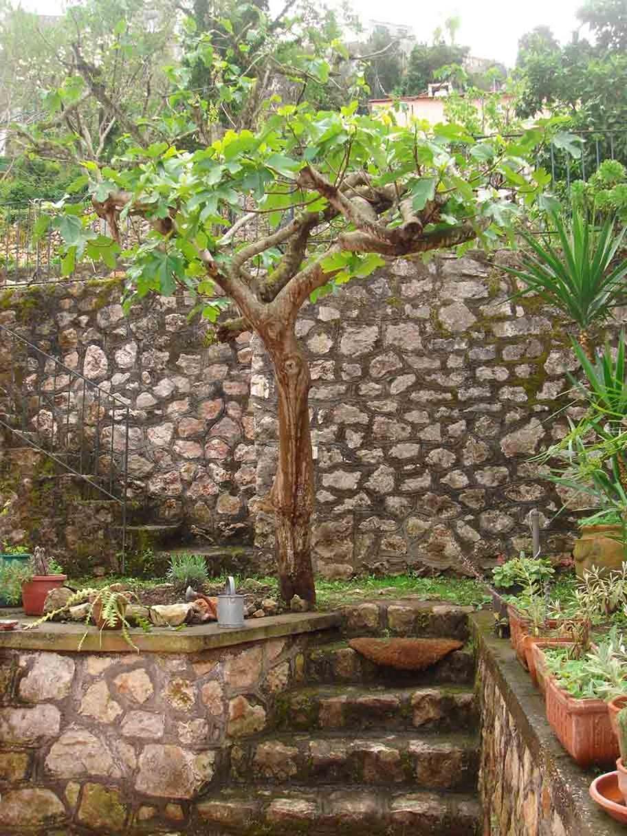 Nella Curva Della Funicolare, * Capri
